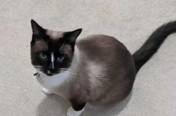 Lost Siamese-Ragdoll Cat: Woodbine Ave, Kitchener