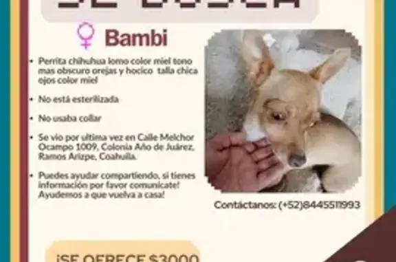 ¡Perdida! Chihuahua Miel en Ramos Arizpe