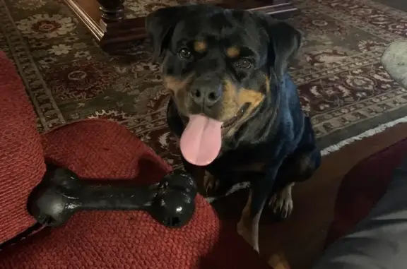 Lost 3-Year-Old Female Rottweiler in Lake WI