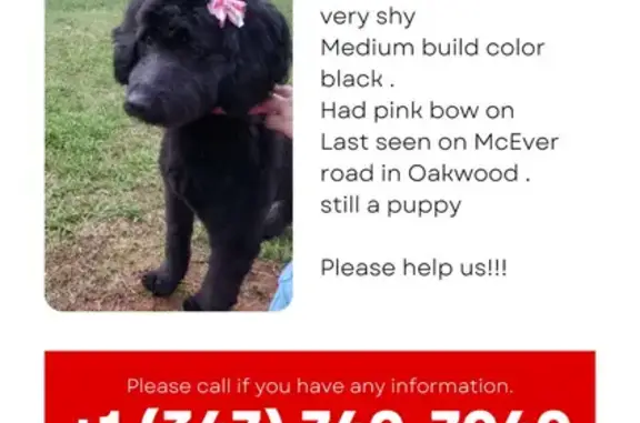 Missing Black Goldendoodle in Flowery Branch