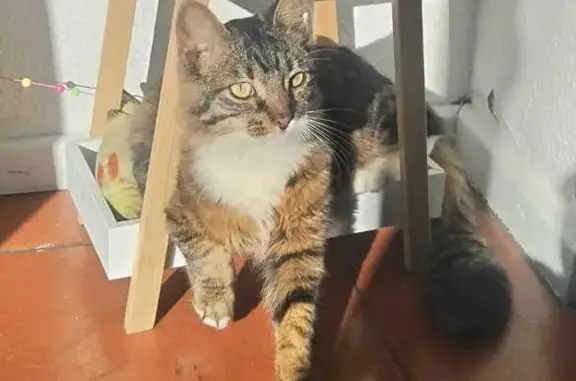 Lost 9-Month-Old Male Cat in Cape Town