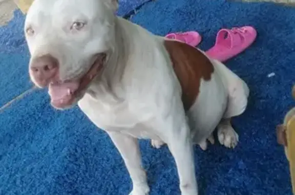 Animales perdidos , foto: Perro Perdido en Cancún: Bullterrier Hembra