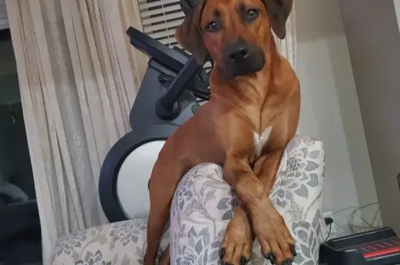 Lost Rhodesian Ridgeback in Edmonton: Help!