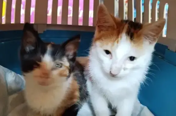 Chat trouvé , photo: Urgent : Familles d'accueil pour chats trouvés