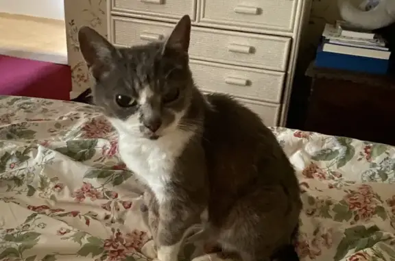 Petite chatte grise et blanche trouvée - photo