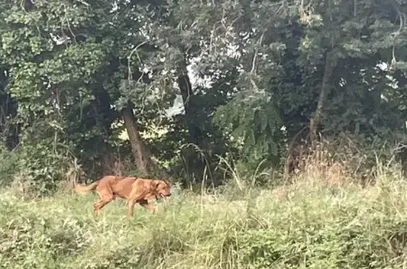 Chien errant maigre près du canal à Escatalens - photo