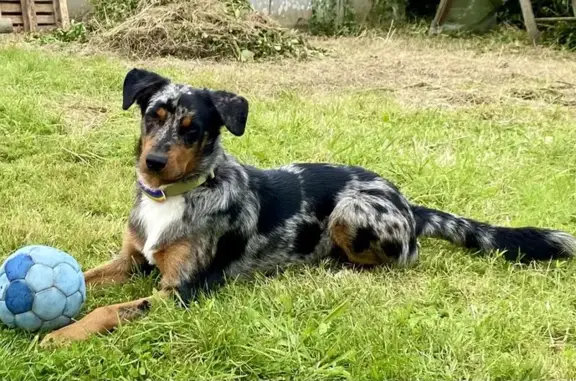 Chien perdu , photo : Chien perdu à Brélidy : Beauceron/Australien