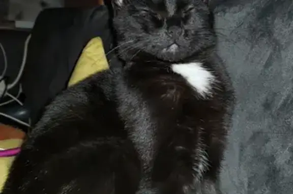 Chatte noire tachetée perdue à Joué-lès-Tours - photo