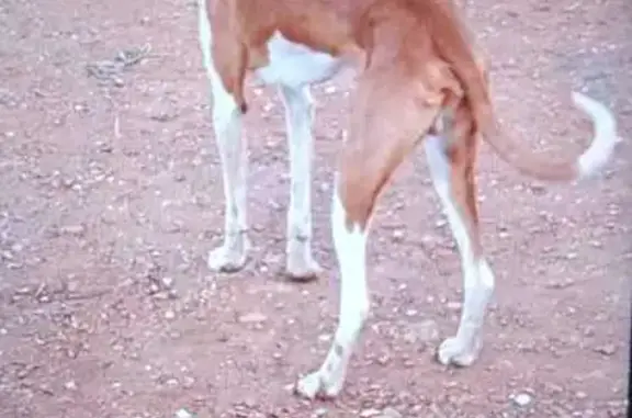 Bop, Galgo Amistoso Perdido en Onda