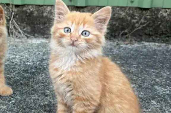 URGENT : Chaton roux perdu à Saint-Gérand - photo