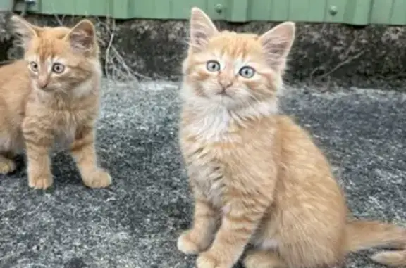 Chaton roux perdu à Saint-Gérand, aide SVP - photo