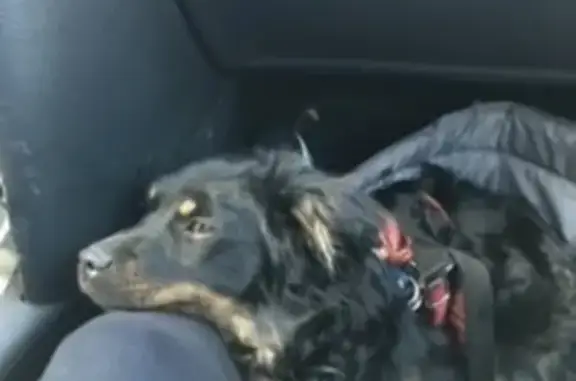 Animaux perdus , photo: Chienne sociable noir et feu perdue à Hostun