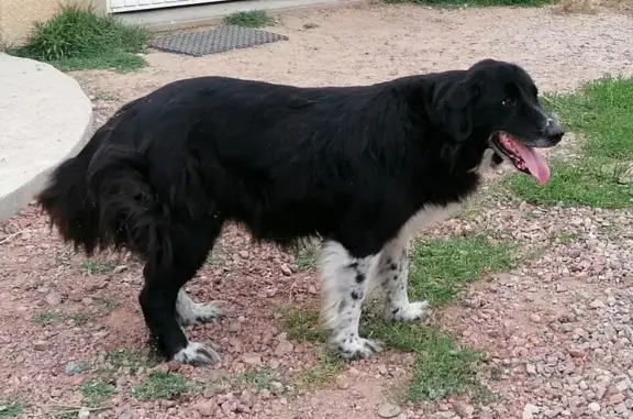 Chien trouvé: Border Collie âgé, Chemin des Frênes - photo
