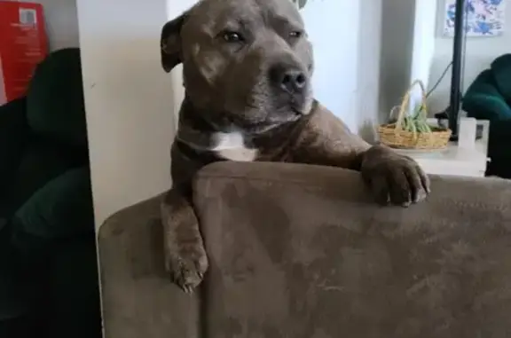 Lost Male Blue/Brindle Staffy in Wanneroo