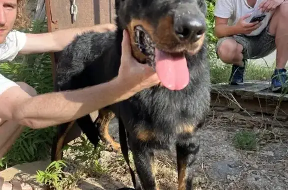 Chien trouvé , photo: Jeune Beauceron Noir et Feu Retrouvé à Nébian