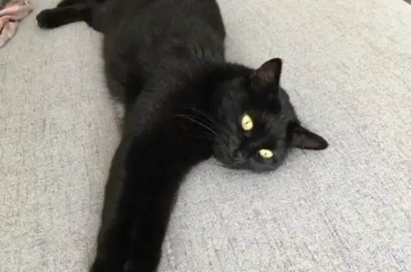 Animaux perdus Le Touquet-Paris-Plage, photo: Chatte noire disparue au Touquet-Paris-Plage