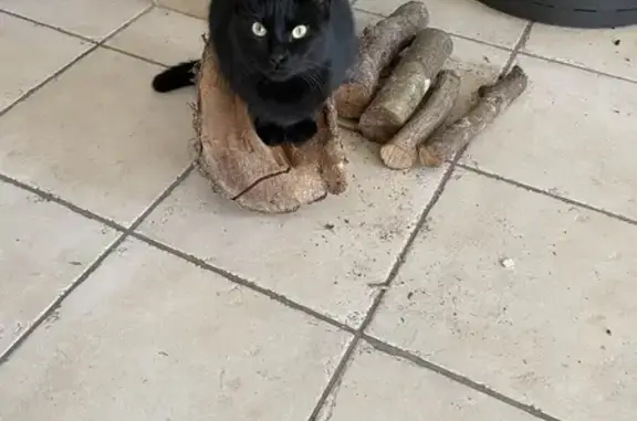 Animaux perdus Plouédern, photo: Chat noir femelle perdu à Pont ar Bled