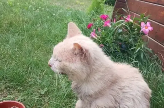Chat squelettique trouvé, docile et câlin - photo
