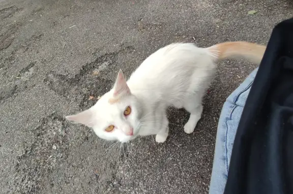 Chat trouvé , photo: Chat européen trouvé, blessé, Gr Grand Rue 24