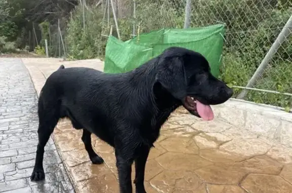 Perdido: Stith, Mix Labrador/Seter Negro