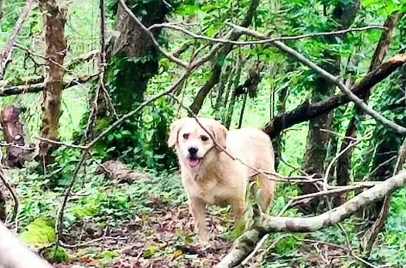 Chien perdu , photo : Chien perdu : croisé beagle sable à St-Pierre