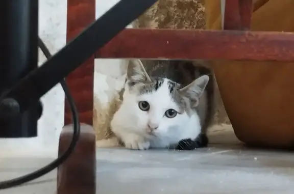 Petite chatte trouvée rue Puits de la Tarasque - photo