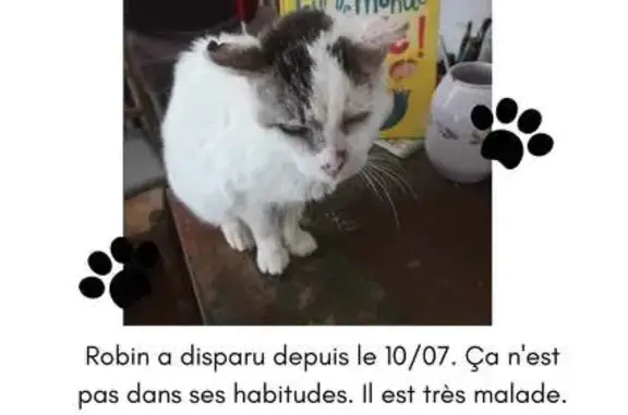 Chat blanc disparu, oreilles abîmées, Azay - photo
