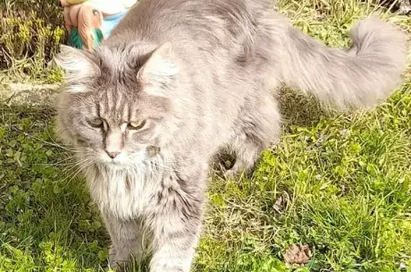 Chat perdu, , photo: Chat disparu Fille (fl517640)