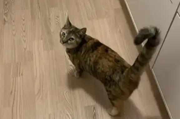 Animaux perdus La Crèche, photo: Chatte tricolore disparue à La Crèche