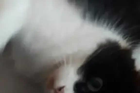 Animaux perdus Étaples, photo: Chat disparu : femelle 8 ans, rue des Albatros