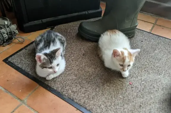 Animaux perdus Joué-lès-Tours, photo: Disparus : Chatons Dim et Sam, 3 mois