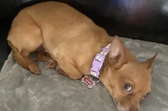 Lost: Timid Brown Chihuahua - Kevin Dr, Savannah