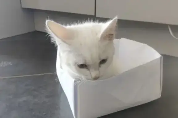 Animaux trouvés Marboué, photo: Chatte blanche trouvée à Marboué
