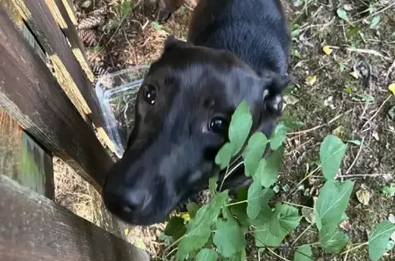 Found Sweet Belgian Shepherd Mix in Canal Winchester