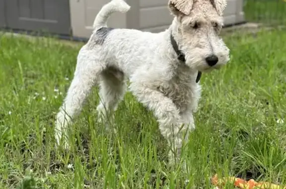 Fox terrier mâle perdu à Mouy, répond 'Bandit' - photo