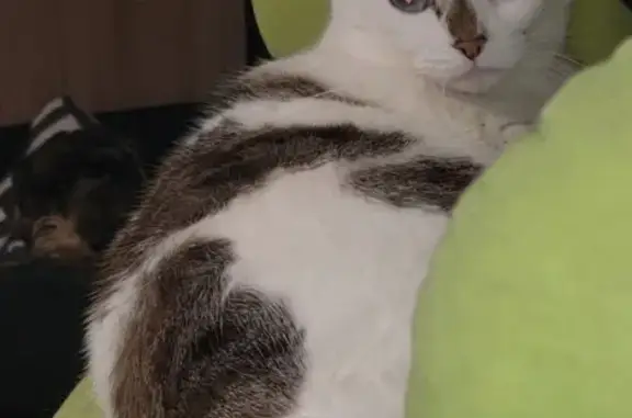 Animaux perdus Troyes, photo: Chat siamois perdu : Jojo, 8 ans, Troyes