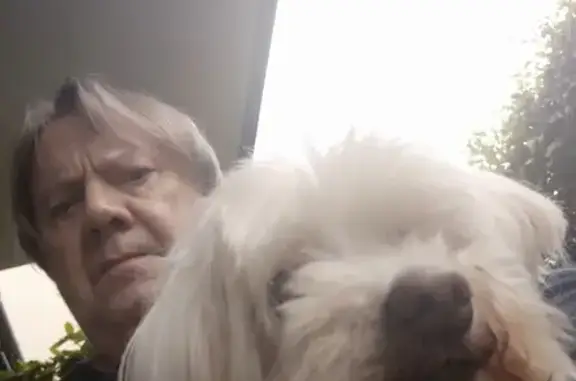 Chien trouvé La Madeleine, photo: Bichon blanc mâle trouvé, La Madeleine