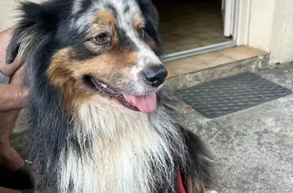 Chien trouvé Domme, photo: Berger Australien femelle trouvé à Cénac