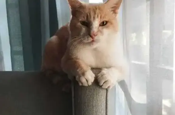 Lost Ginger Cat in Ballito - Help Needed!