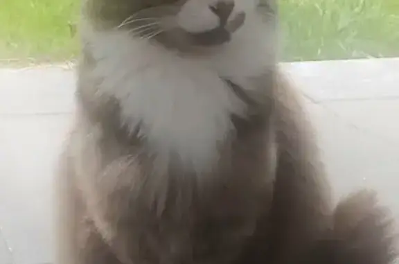 Chatte trouvée à Hasnon, craintive et douce - photo