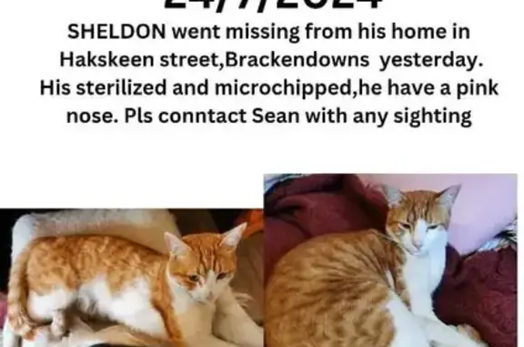 Lost: White & Ginger Cat in Brackendowns