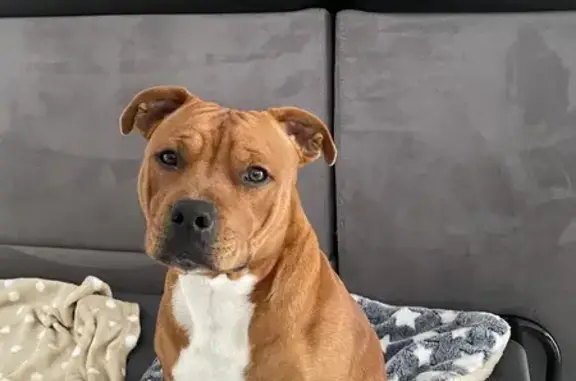 Chien perdu Saint-Gaudens, photo : Chien perdu : Django, 1 an, fauve, castré
