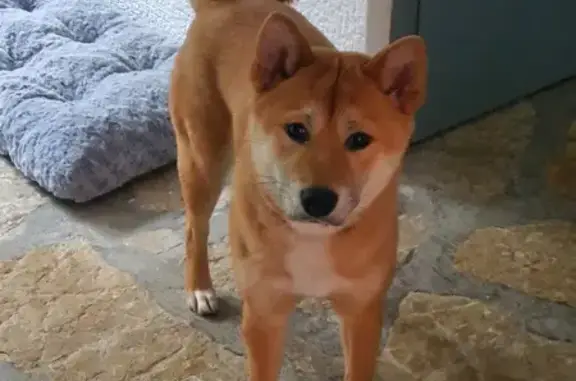 Chien perdu: Shiba Inu mâle, fauve, Rue Verlaine - photo