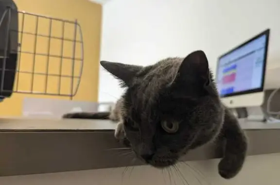 Chatte gris anthracite trouvée à Narbonne - photo