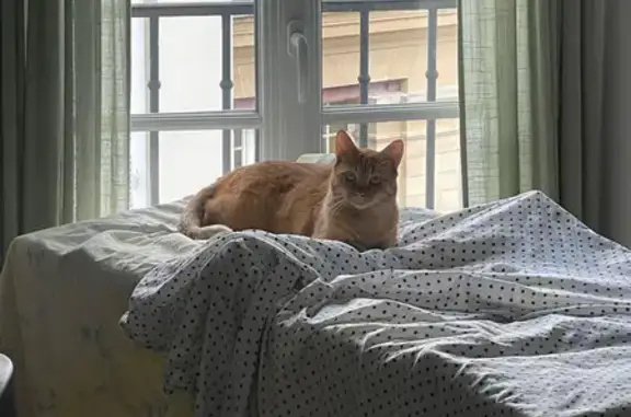 Chat perdu, , photo: Chatte rousse disparue à Saint-Malo