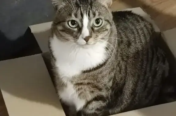 Animaux perdus Paris, photo: Chatte européenne disparue à Paris