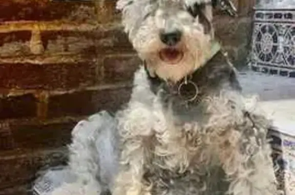 Perro perdido: Schnauzer negra, 14 años, CDMX