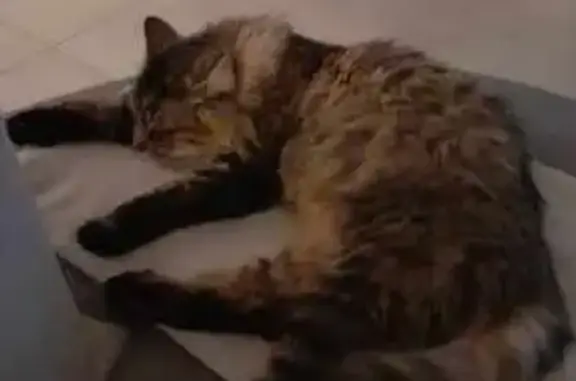 Chat perdu, , photo: Chat perdu : Phoenix, 1 an, marron, pucé