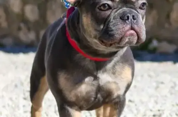 Bouledogue français femelle disparue à Vallauris - photo