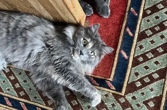 Chat perdu, Saint-Rogatien, photo: Chatte Fantômette disparue à Saint-Rogatien